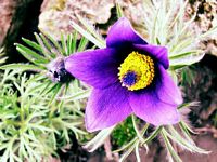 Pulsatille commune. Fleur. Cliquer pour agrandir l'image.