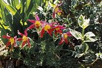 Pulsatille commune. Jardin. Cliquer pour agrandir l'image.