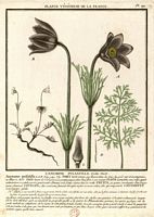 Pulsatille commune. Planche d'identification. Cliquer pour agrandir l'image.
