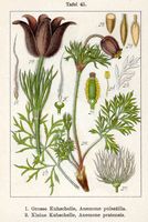 Pulsatille commune. Planche d'identification Sturm. Cliquer pour agrandir l'image.