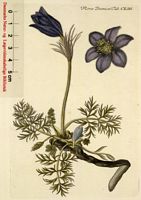 Pulsatille commune. Planche d'identification Flora danica. Cliquer pour agrandir l'image.
