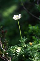 Pulsatille des Alpes. Cliquer pour agrandir l'image.