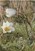 Pulsatille des Alpes. Fleurs. Cliquer pour agrandir l'image.