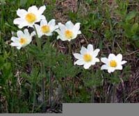 Pulsatille des Alpes. Cliquer pour agrandir l'image.