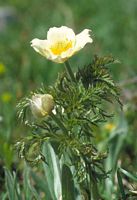 Pulsatille des Alpes. Plante. Cliquer pour agrandir l'image.