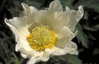 Pulsatille des Alpes. Fleur. Cliquer pour agrandir l'image.
