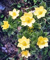 Pulsatille des Alpes. Fleurs. Cliquer pour agrandir l'image.