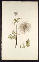 Pulsatille des Alpes. Planche d'identification Jacquin. Cliquer pour agrandir l'image.