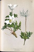 Pulsatille des Alpes. Planche d'identification Winckler. Cliquer pour agrandir l'image.