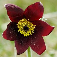 Pulsatille rouge. Villars. Cliquer pour agrandir l'image.