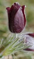 Pulsatille rouge. Villars. Cliquer pour agrandir l'image.