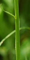 Raiponce en épi. Tige, narse d'Espinasse. Cliquer pour agrandir l'image.