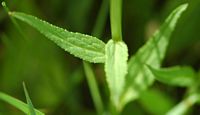 Raiponce en épi. Feuille, narse d'Espinasse. Cliquer pour agrandir l'image.