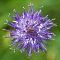 Raiponce en épi. Fleur, narse d'Espinasse. Cliquer pour agrandir l'image.