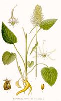 Raiponce en épi. Planche d'identification Linnemand. Cliquer pour agrandir l'image.