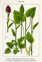 Raiponce en épi. Planche d'identification Sturm. Cliquer pour agrandir l'image.