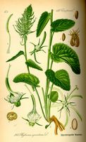 Raiponce en épi. Planche d'identification Thomé. Cliquer pour agrandir l'image.