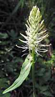 Raiponce en épi. Inflorescence. Cliquer pour agrandir l'image.