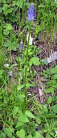 Raiponce en épi. Plante. Cliquer pour agrandir l'image.