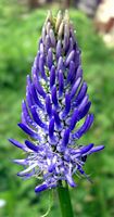 Raiponce en épi. Inflorescence. Cliquer pour agrandir l'image.