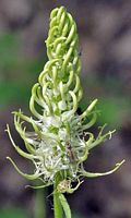 Raiponce en épi. Inflorescence. Cliquer pour agrandir l'image.