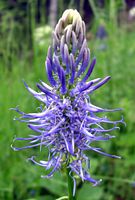 Raiponce en épi. Inflorescence. Cliquer pour agrandir l'image.