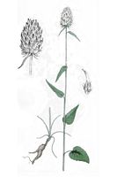 Raiponce en épi. Planche d'identification. Cliquer pour agrandir l'image.