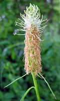 Raiponce en épi. Inflorescence. Cliquer pour agrandir l'image.