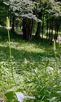 Raiponce en épi. Plante. Cliquer pour agrandir l'image.