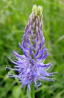 Raiponce en épi. Inflorescence. Cliquer pour agrandir l'image.