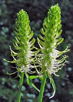 Raiponce en épi. Inflorescences. Cliquer pour agrandir l'image.