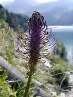 Raiponce en épi. Inflorescence. Cliquer pour agrandir l'image.