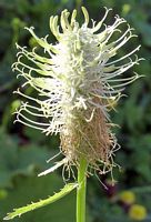 Raiponce en épi. Inflorescence. Cliquer pour agrandir l'image.