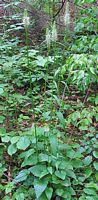 Raiponce en épi. Plante. Cliquer pour agrandir l'image.