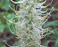 Raiponce en épi. Inflorescence. Cliquer pour agrandir l'image.