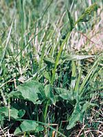 Raiponce en épi. Plante. Cliquer pour agrandir l'image.