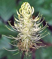 Raiponce en épi. Inflorescence. Cliquer pour agrandir l'image.