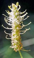 Raiponce en épi. Inflorescence. Cliquer pour agrandir l'image.