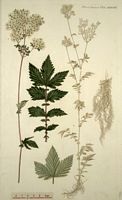 Reine des pres. Planche d'identification Flora danica. Cliquer pour agrandir l'image.