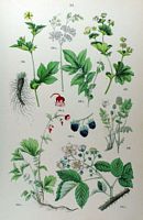 Reine des pres. Planche d'identification Hoffmann. Cliquer pour agrandir l'image.