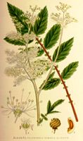 Reine des pres. Planche d'identification Linnemand. Cliquer pour agrandir l'image.