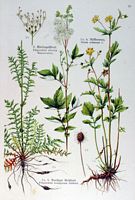 Reine des pres. Planche d'identification Losch. Cliquer pour agrandir l'image.