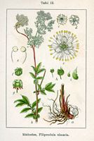 Reine des pres. Planche d'identification Sturm. Cliquer pour agrandir l'image.