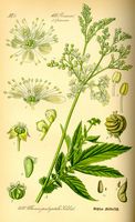 Reine des pres. Planche d'identification Thomé. Cliquer pour agrandir l'image.