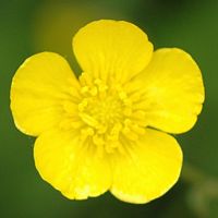 Renoncule acre. Fleur, Côtes de Clermont. Cliquer pour agrandir l'image.