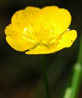 Renoncule acre. Fleur, Cheires de Côme. Cliquer pour agrandir l'image.