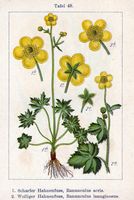 Renoncule acre. Planche d'identification Sturm. Cliquer pour agrandir l'image.