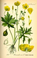 Renoncule acre. Planche d'identification Thomé. Cliquer pour agrandir l'image.