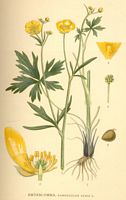 Renoncule acre. Planche d'identification Linnemand. Cliquer pour agrandir l'image.