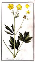 Renoncule acre. Planche d'identification krauss. Cliquer pour agrandir l'image.